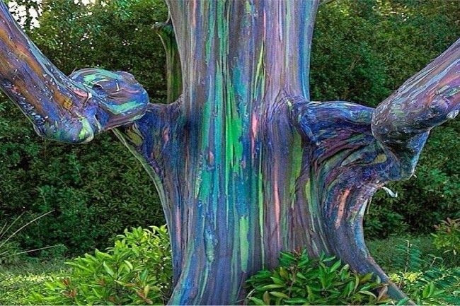 árvore arco-íris