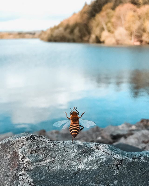 Abelha influencer meditando