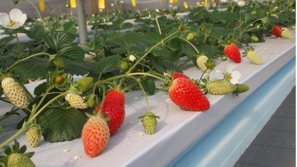 Morangos cultivados com o polímero a base de hidrogel.