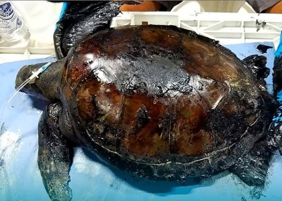 tartarugas marinhas reabilitadas