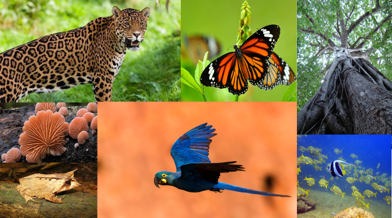 Mais de 28 mil espécies estão ameaçadas de extinção. O Compromisso Empresarial Brasileiro para a Biodiversidade foi assinado para conter as altas taxas de extinção de espécies.