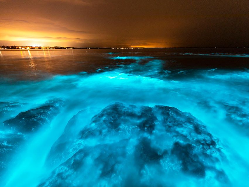  Baía de Jervins brilhando pelo feito das algas bioluminescentes