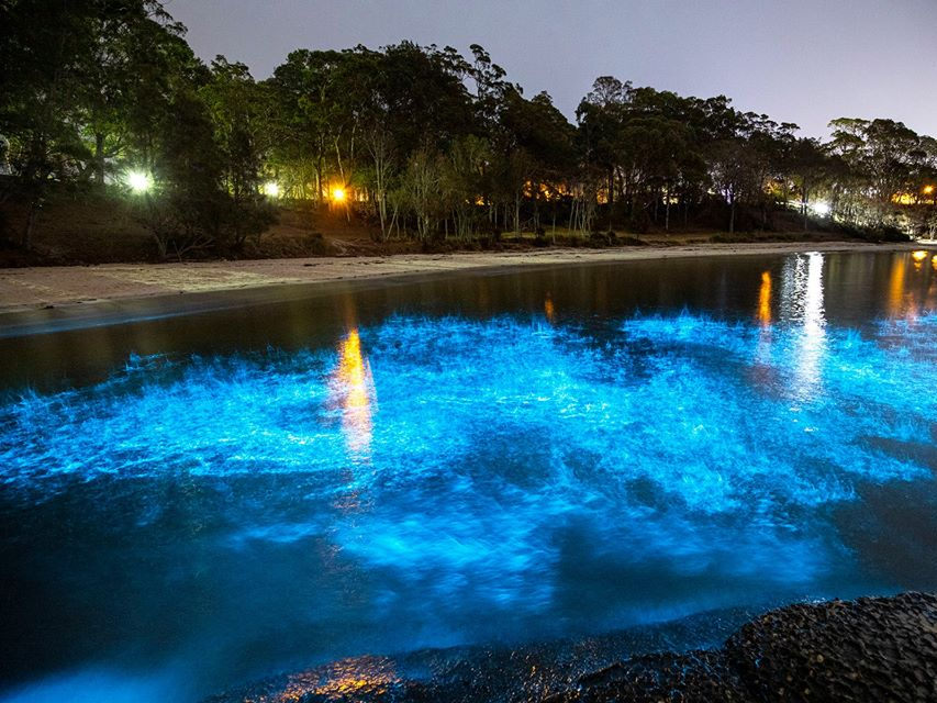 Efeito das algas bioluminescentes