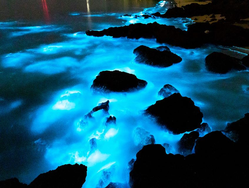 Efeito das algas bioluminescentes
