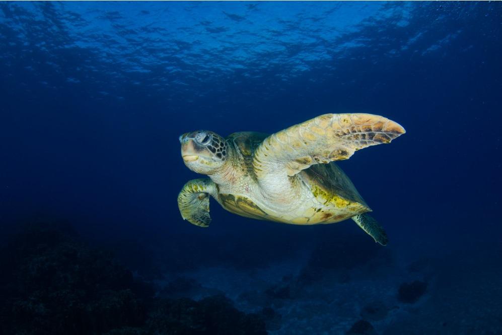 tartarugas verdes no mar