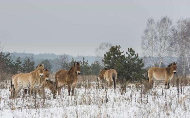 Espécie rara de cavalo selvagem em Chernobyl. 