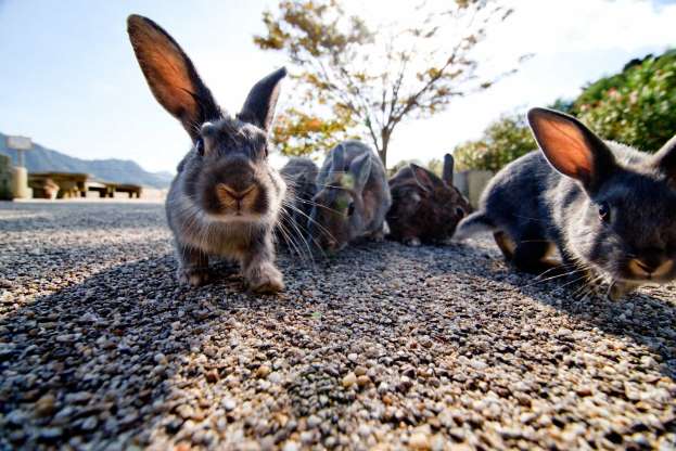 Coelhos invadem ilha Okunoshima