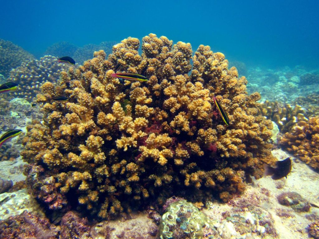 recifes de coral resiliência