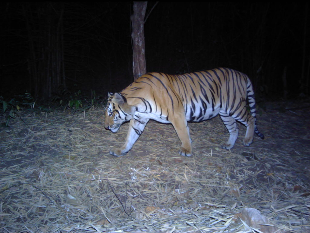 Tigres vagando a noite na Tailândia