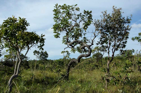 O Cerrado é o segundo maior bioma do Brasil. Elos do Cerrado