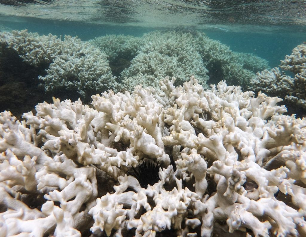 Coral esbranquiçado pode se recuperar com música subaquática