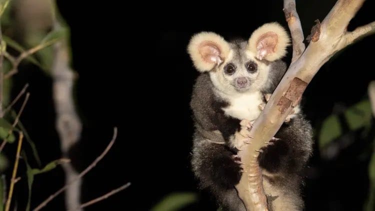 O desafio de se preservar marsupial 'fofo' e misterioso descoberto na  Austrália - BBC News Brasil