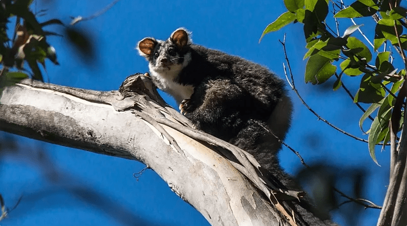 O desafio de se preservar marsupial 'fofo' e misterioso descoberto na  Austrália - BBC News Brasil