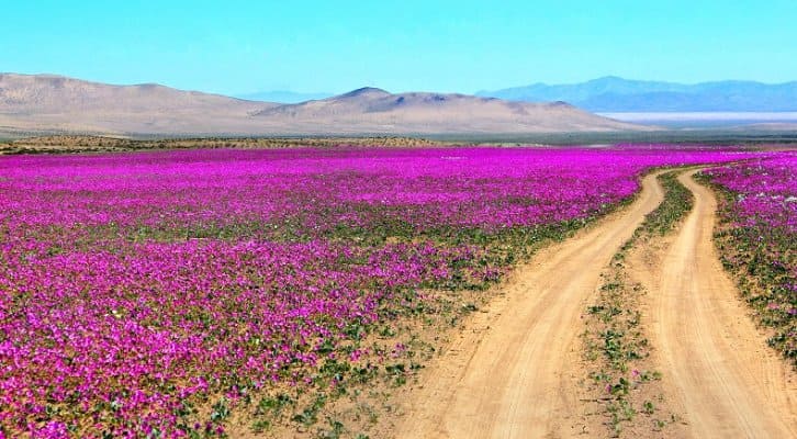 deserto florido
Concentração das flores no Deserto do Atacama