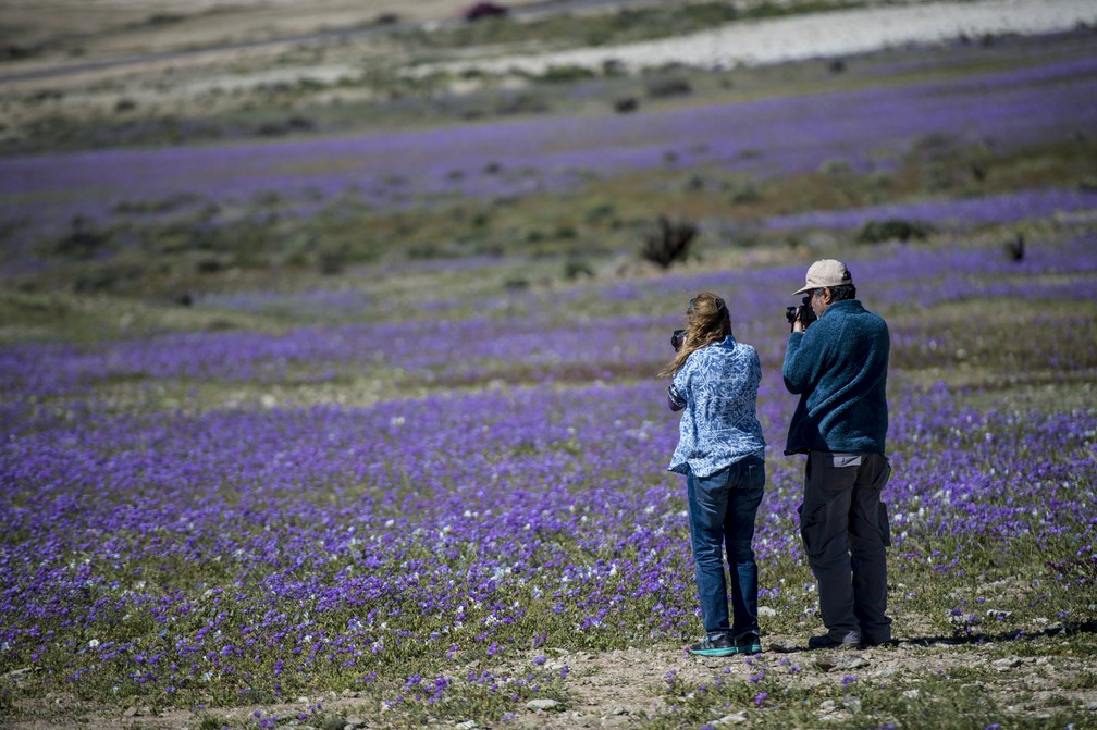 Milhares de flores desabrocham no Deserto do Atacama quando chove mais que o normal na região