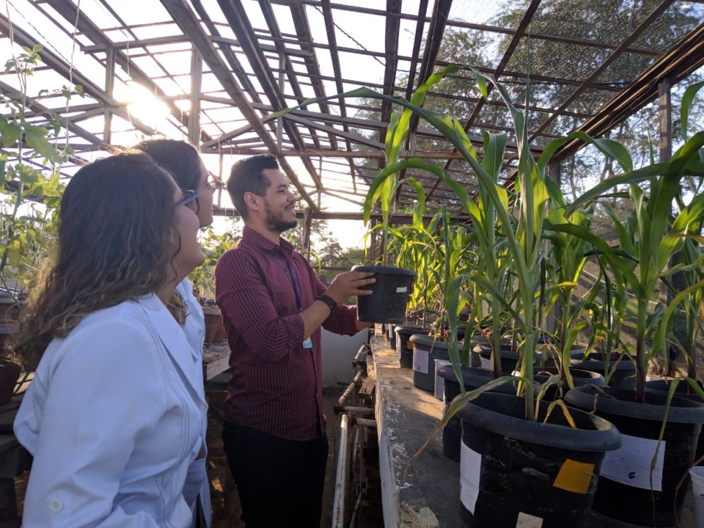 Adailson Feitoza descobriu que determinadas bactérias da caatinga são capazes de tornar as plantas resistentes à seca. 