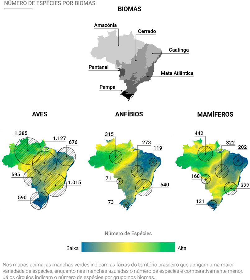 Site Hiperdiversidade mostra biodiversidade brasileria