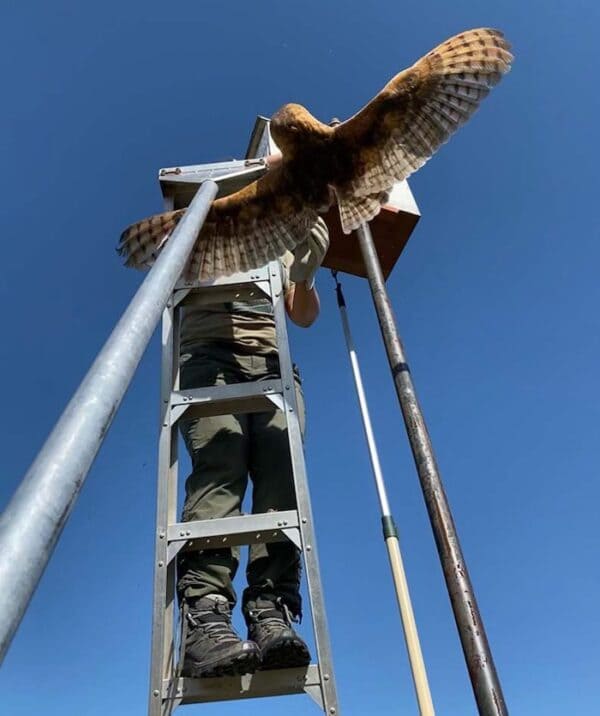 Vinicultores instalam caixas-ninho a 2,5 metros do solo para manter corujas nas videiras