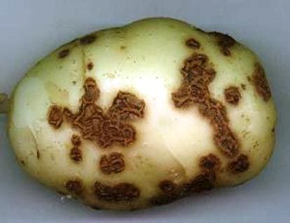 Cientistas identificaram microrganismos presentes na natureza que combatem a sarna nas plantações de batata 