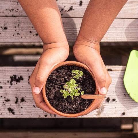 Lápis "plantável" dá origem a pé de manjericão . Fonte: Sprout