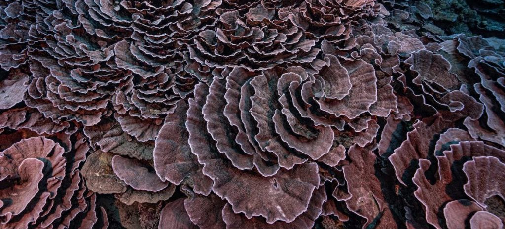 Os corais descobertos tem formato semelhante a de rosas gigantes