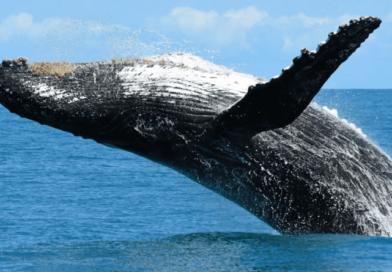 Cocô de baleia deixa o ar mais limpo