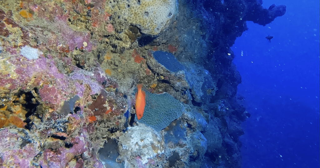 Novos recifes de coral na Bahia