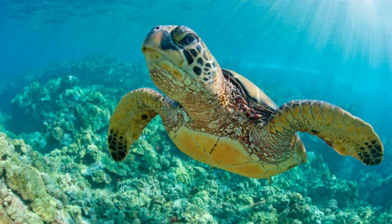 A tartaruga-verde saiu da Lista de Espécies Ameaçadas de Extinção