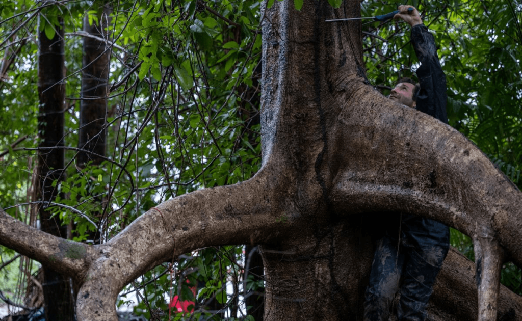 Manguezal de água doce na Amazônia