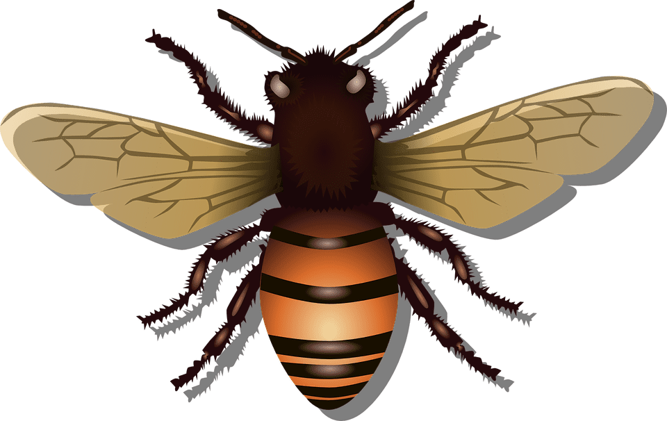 As abelhas são animais essenciais para a manutenção da biodiversidade