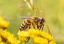 As abelhas e sua importância para a biodiversidade