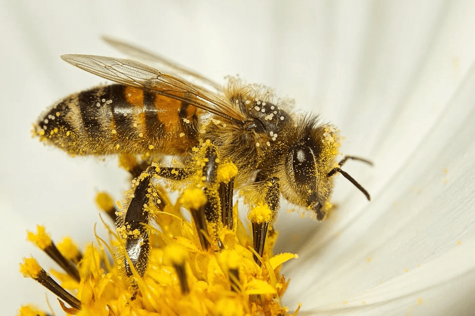 abelhas e sua importância - polinização