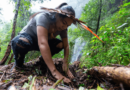 Projeto indígena faz plantio de araucárias em Santa Catarina