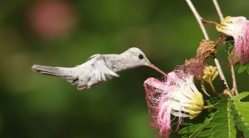 Beija-flor com plumagem rara