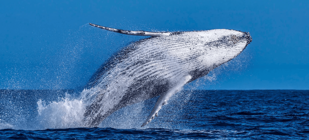Já começou a temporada de baleias no litoral brasileiro. As jubarte são vistas, principalmente, em Abrolhos.