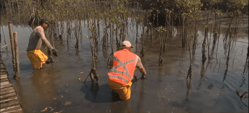 Lixão é transformado em floresta mangue