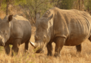 Cresce o número de rinocerontes na África