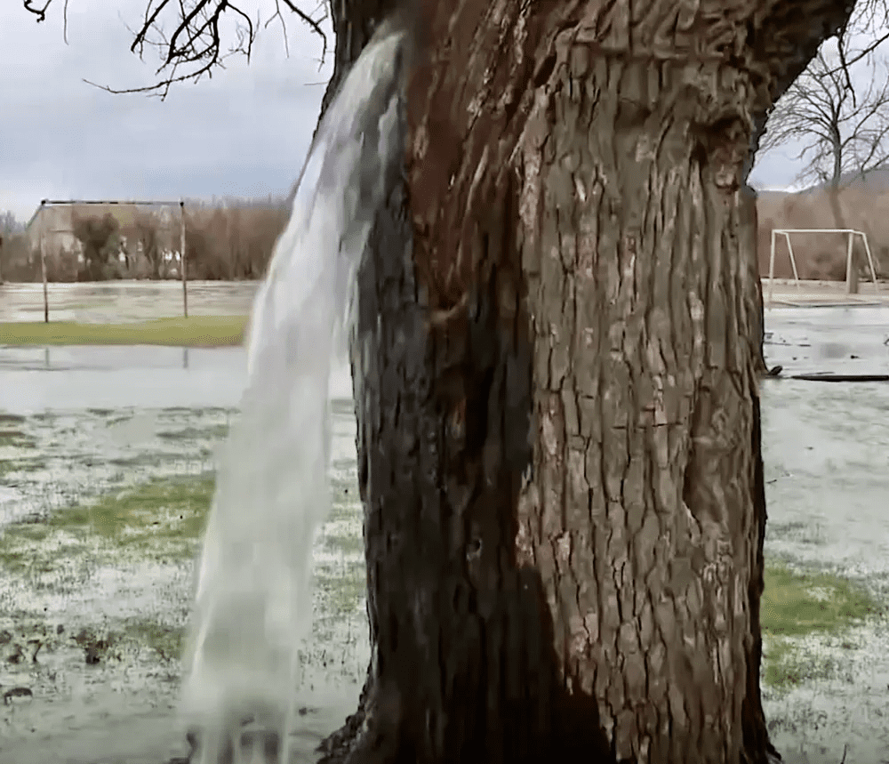 árvore que jorra água. Foto: Wikipedia / Argus News / Creative Commons