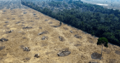 Desmatamento na Amazônia cai. Foto: AFP- Isto é independente