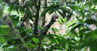 Pesquisadores avistam ave desaparecida há 40 anos na Amazônia